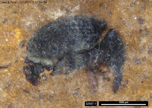 Genus sp