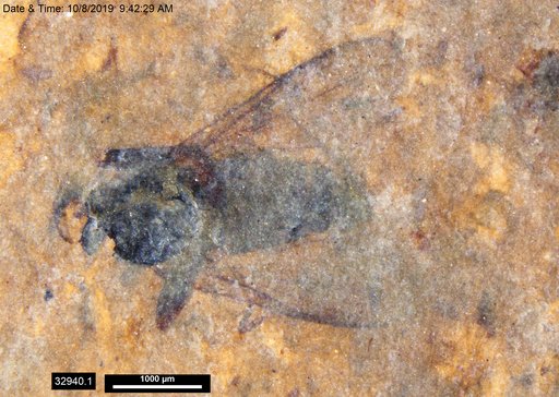 Diptera