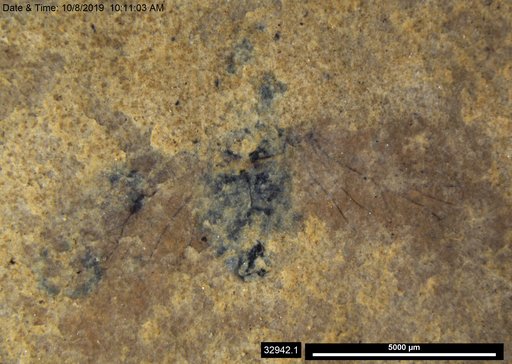 Genus sp