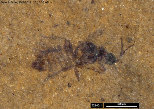 Genus sp