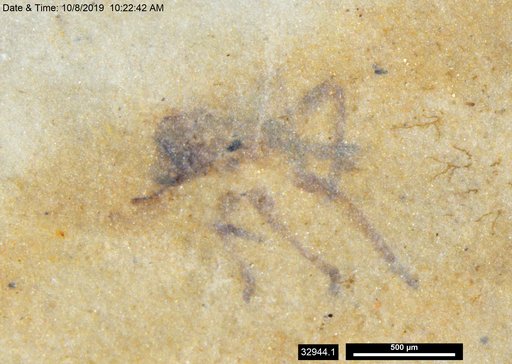 Genus sp