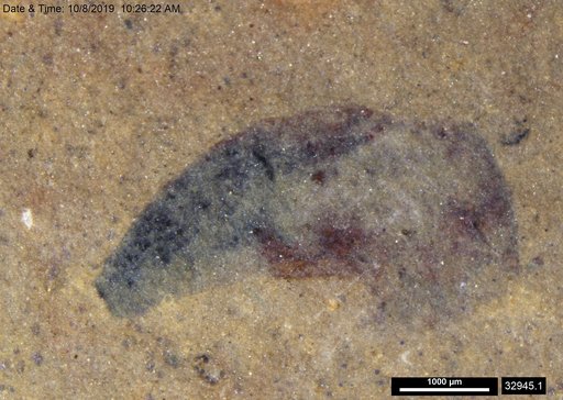 Tracheophyta
