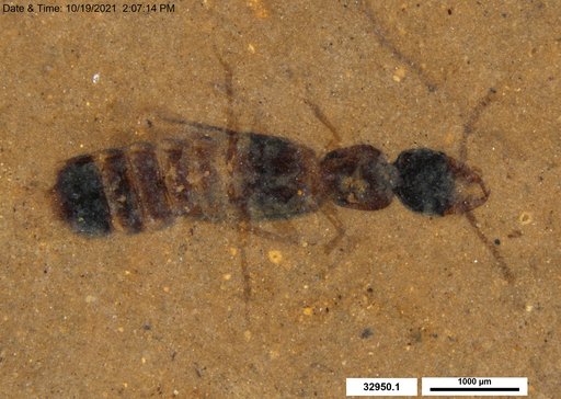 Genus sp