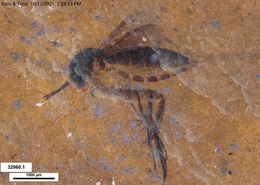 Mycetophilidae