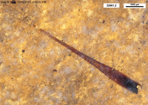 Tracheophyta