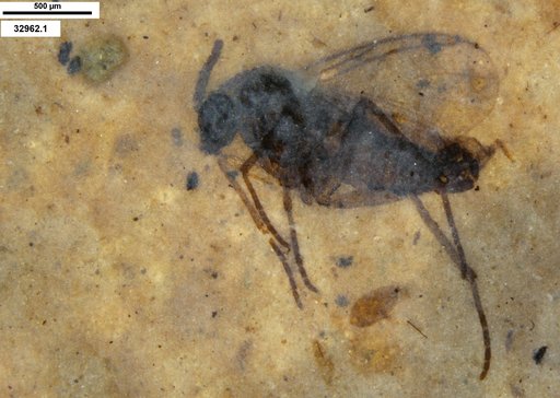 Diptera