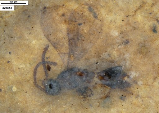 Diapriidae