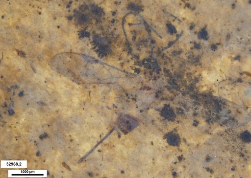 Braconidae