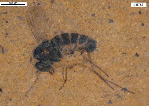 Genus sp.