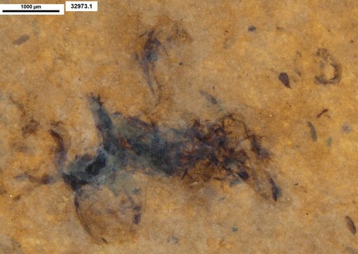 Genus sp
