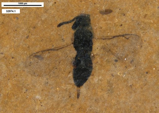 Genus sp