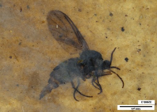 Sciaridae