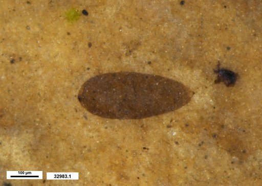 Chaoboridae