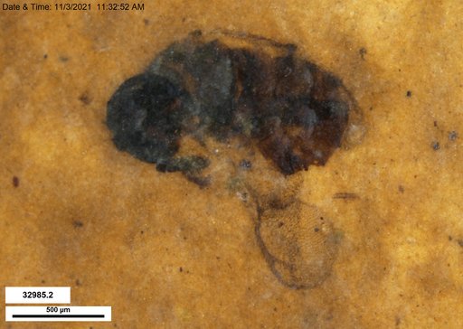 Genus sp