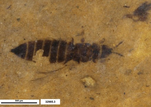 Genus sp