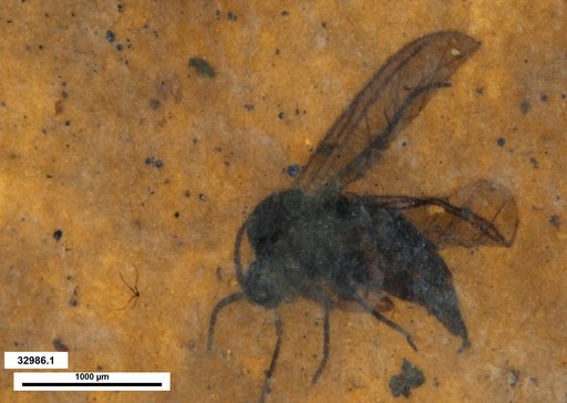 Diptera