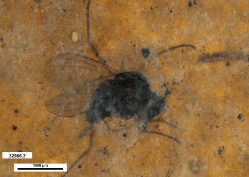 Diptera