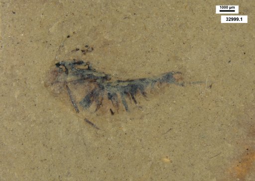 Corixidae