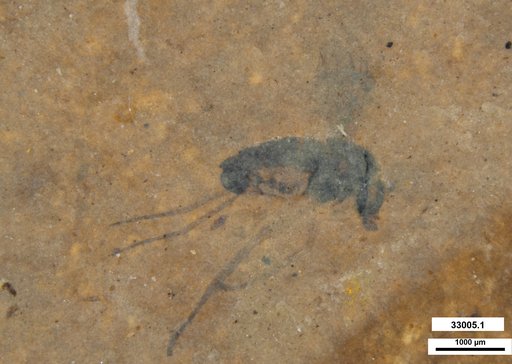 Genus sp.
