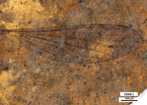 Diptera