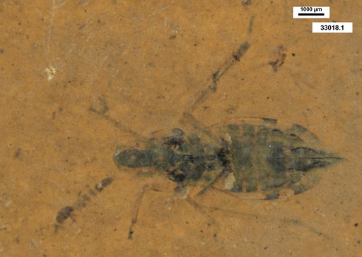 Genus sp