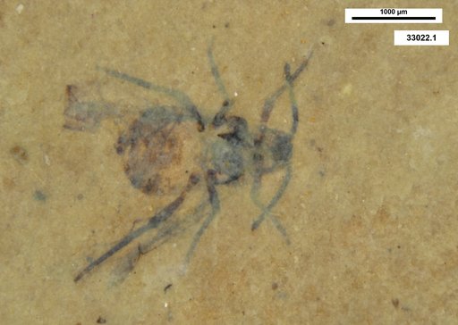 Aphididae