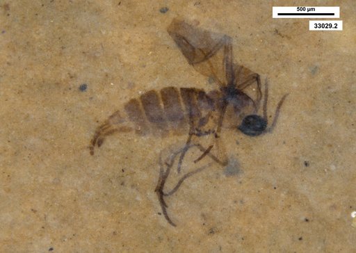 Sciaridae
