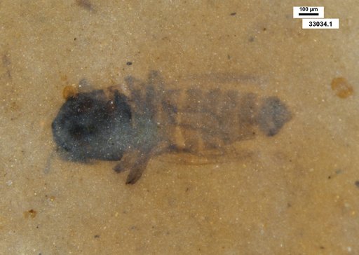 Diptera