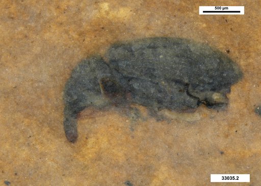 Genus sp