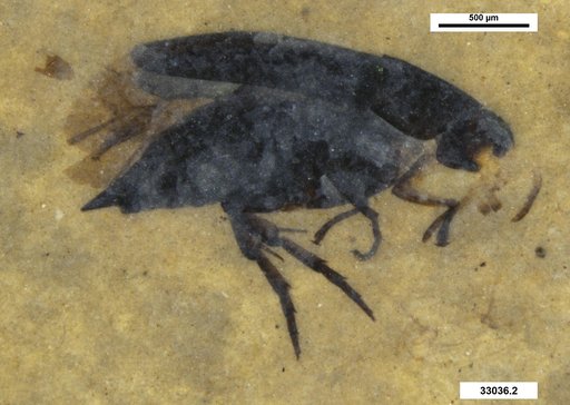 Mordellidae
