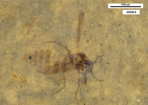 Cecidomyiidae