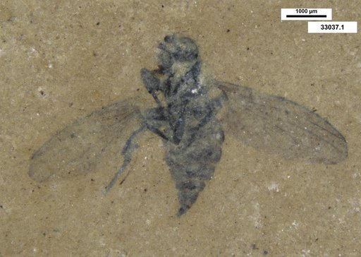 Diptera