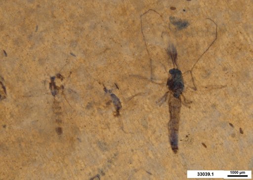 Genus sp
