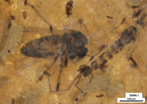 Diptera
