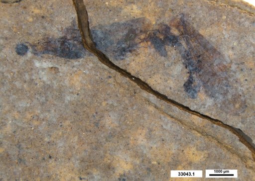 Genus sp