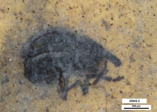 Genus sp