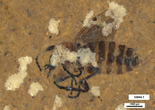 Genus sp
