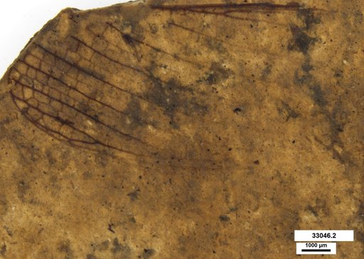 Neuroptera