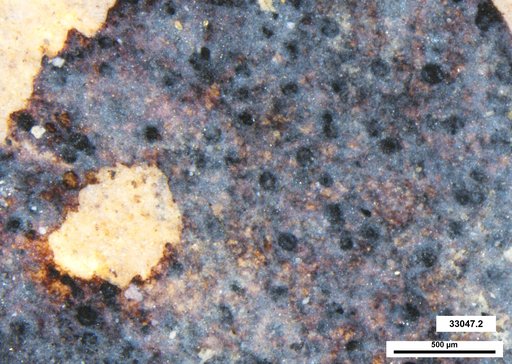 Genus sp