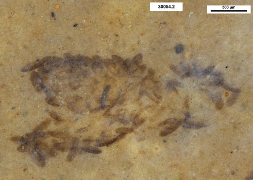 Chaoboridae