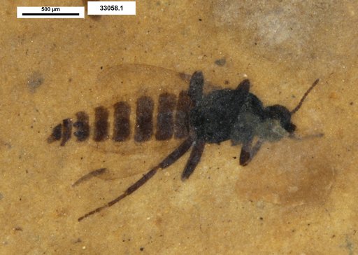 Diptera