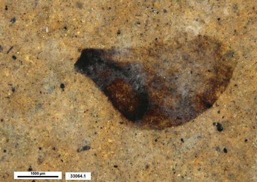 Tracheophyta