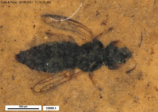 Genus sp