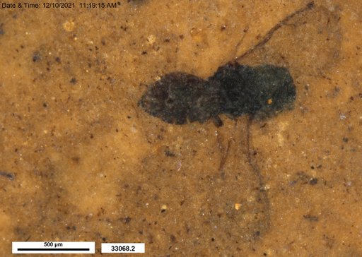 Genus sp