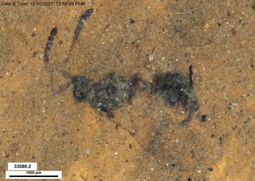 Diapriidae