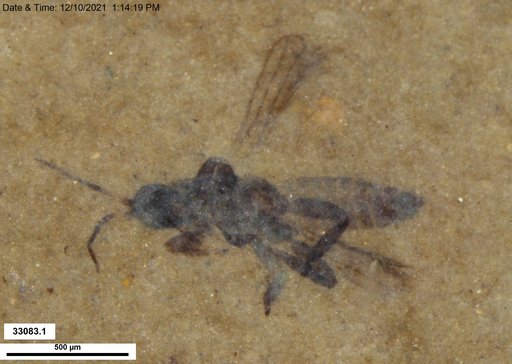 Genus sp