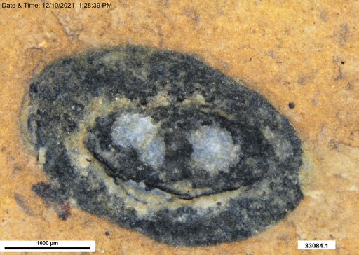 Tracheophyta