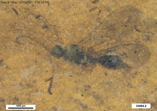 Diapriidae