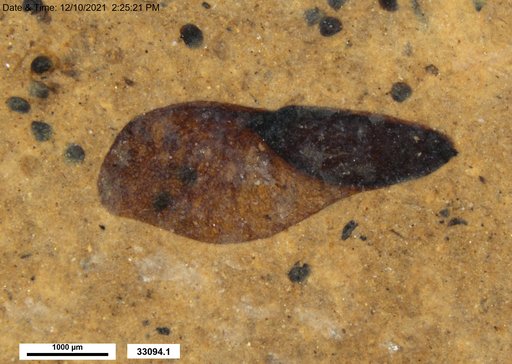 Tracheophyta