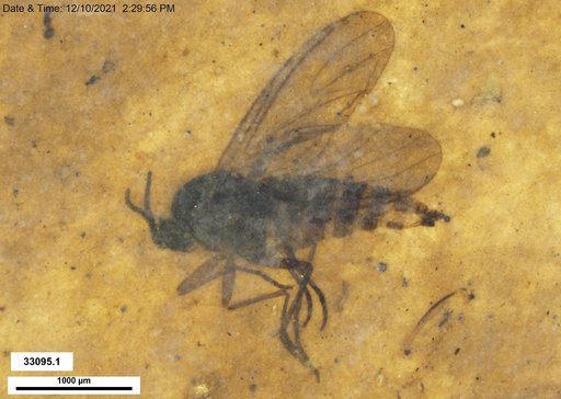 Sciaridae